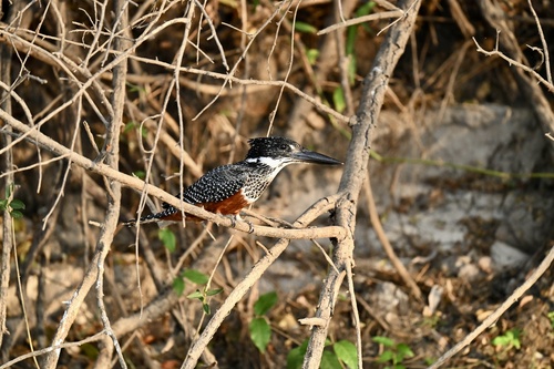 Giant Kingfisher