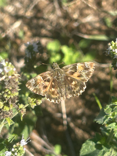 Mallow Skipper