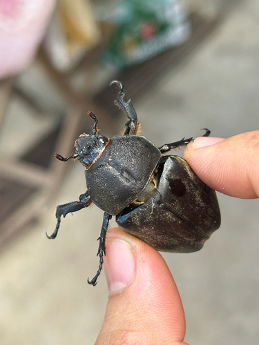 Japanese Rhinoceros Beetle