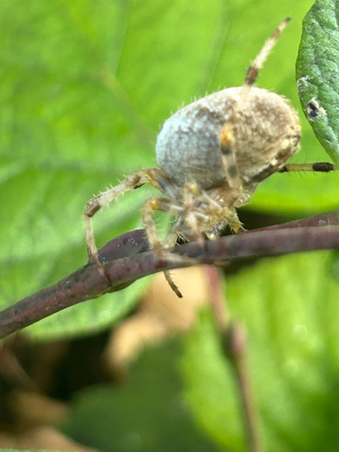 Cross Orbweaver