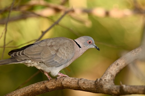 Mourning Collared Dove