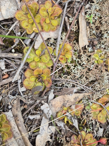 scented sundew