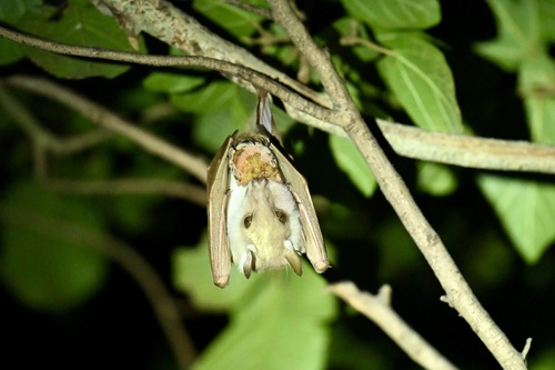 Peters's Epauletted Fruit Bat