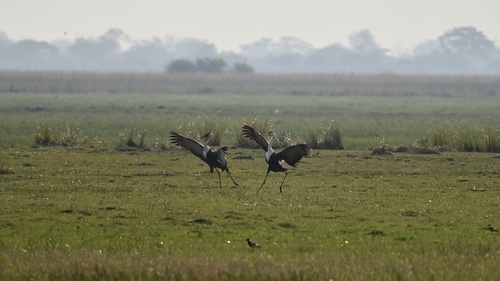 Wattled Crane
