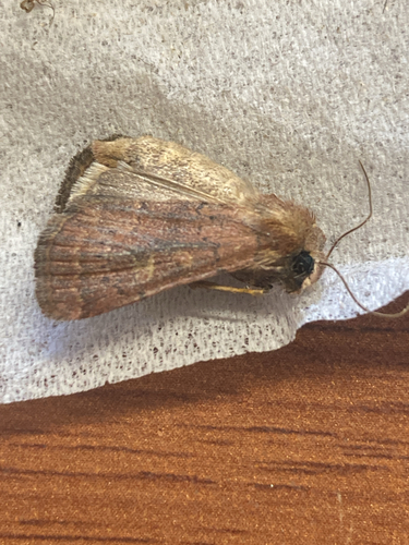 Square-spot Rustic