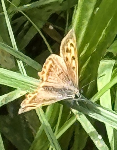 Small Copper