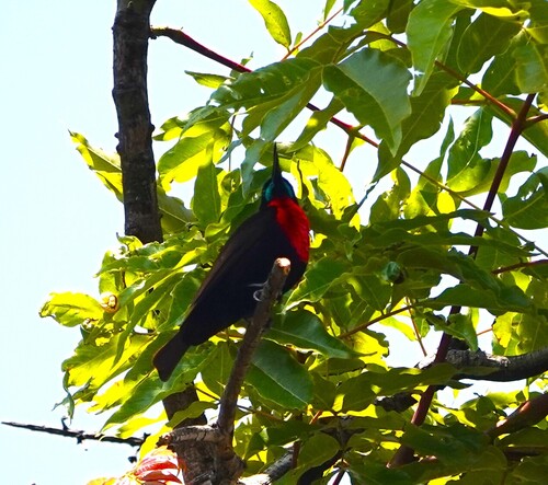 Scarlet-chested Sunbird