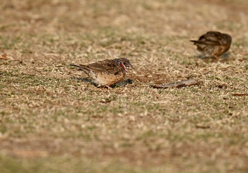 Cut-throat Finch