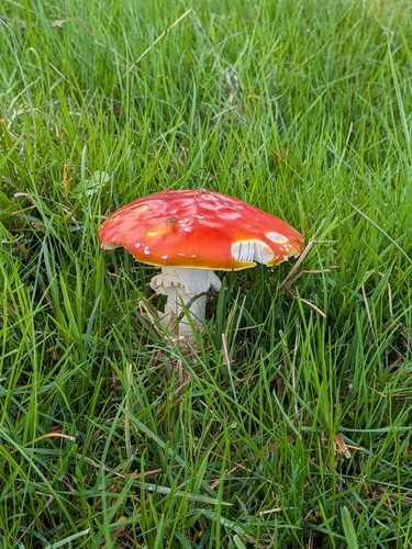 Fly Agaric