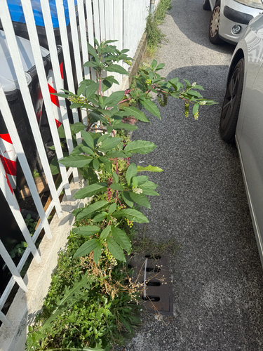 American pokeweed