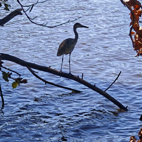 Grey Heron