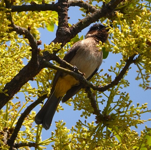 Common Bulbul
