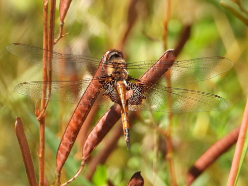 Red Saddlebags