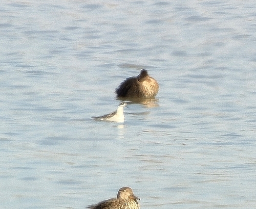 Red-necked Phalarope