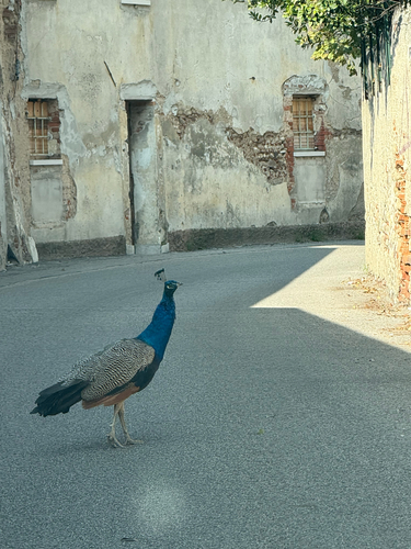 Indian Peafowl