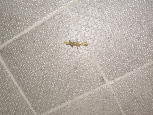 European Mantis