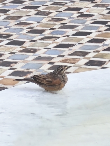 House Bunting