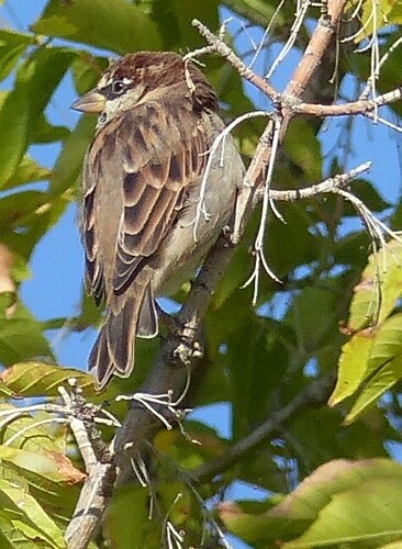 Italian Sparrow