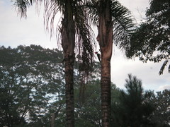 Syagrus romanzoffiana