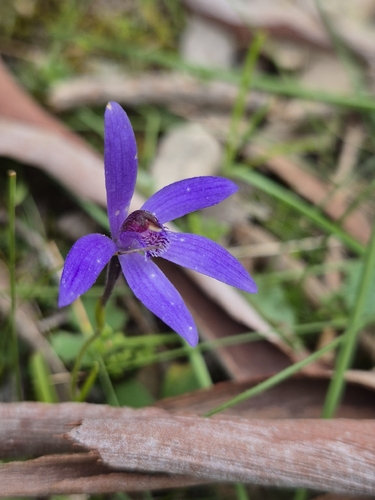 Blue Fairy Orchid