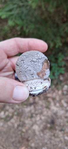 European False Blusher