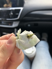 Umbonia crassicornis