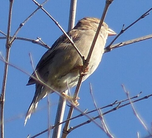 Italian Sparrow