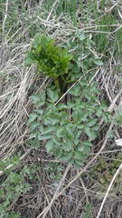 Angelica gmelinii