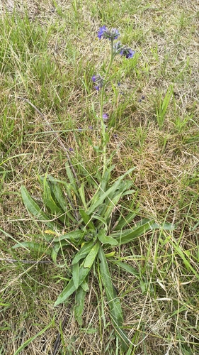 common alkanet