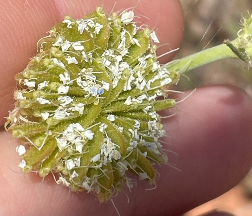 Trachymene glaucifolia, 2026-09-16