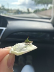 Umbonia crassicornis