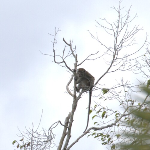 Long-tailed Macaque