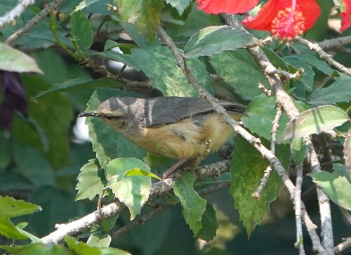 Long-billed Crombec