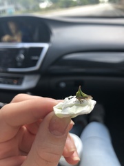 Umbonia crassicornis