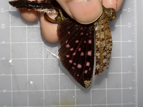Zulpha fenghuang