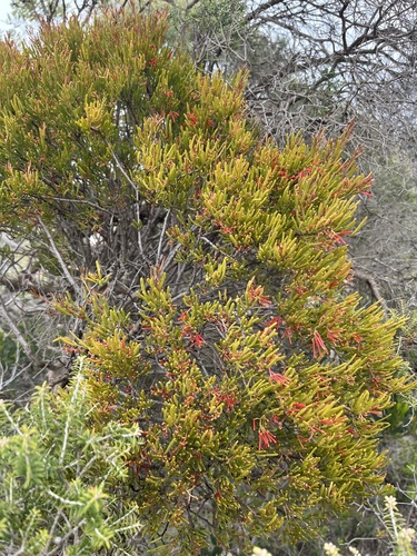tea-tree mistletoe