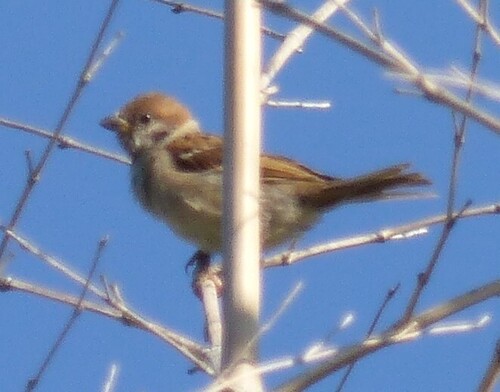 Eurasian Tree Sparrow