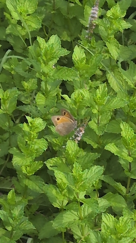 Meadow Brown
