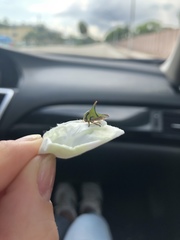 Umbonia crassicornis