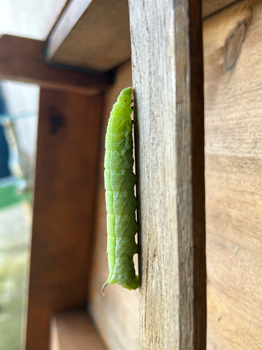 Ampelophaga rubiginosa