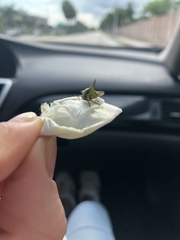 Umbonia crassicornis