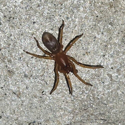 Woodlouse Spider