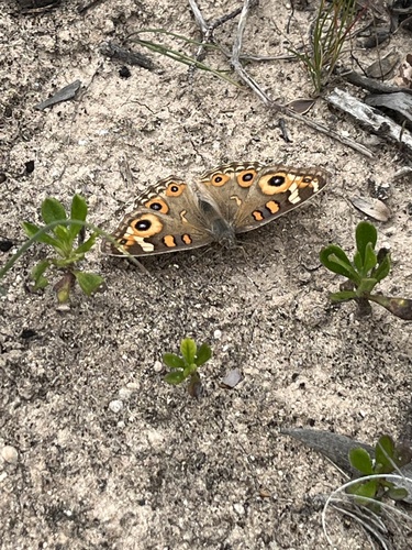Meadow Argus