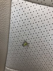 Umbonia crassicornis