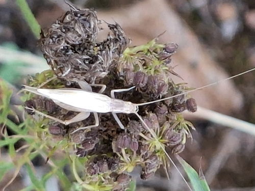 Italian Tree Cricket