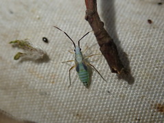 Cyllecoris histrionius