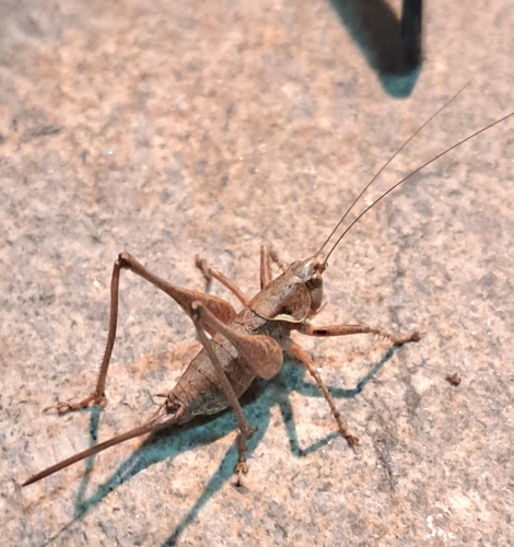Portuguese Mountain Bush-cricket