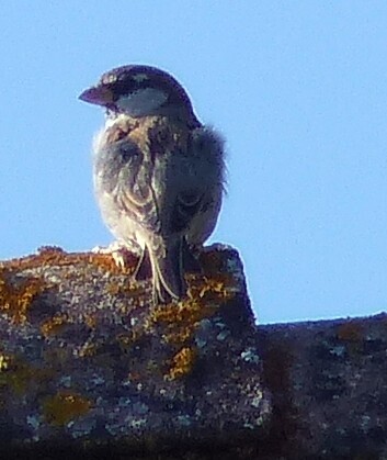 Italian Sparrow