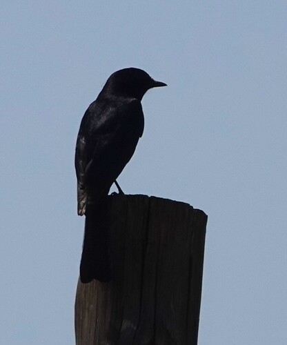 Southern Black-Flycatcher