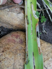 Neuranethes spodopterodes